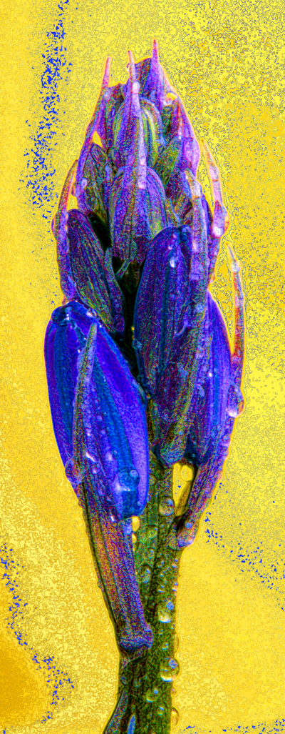 Bluebell bud